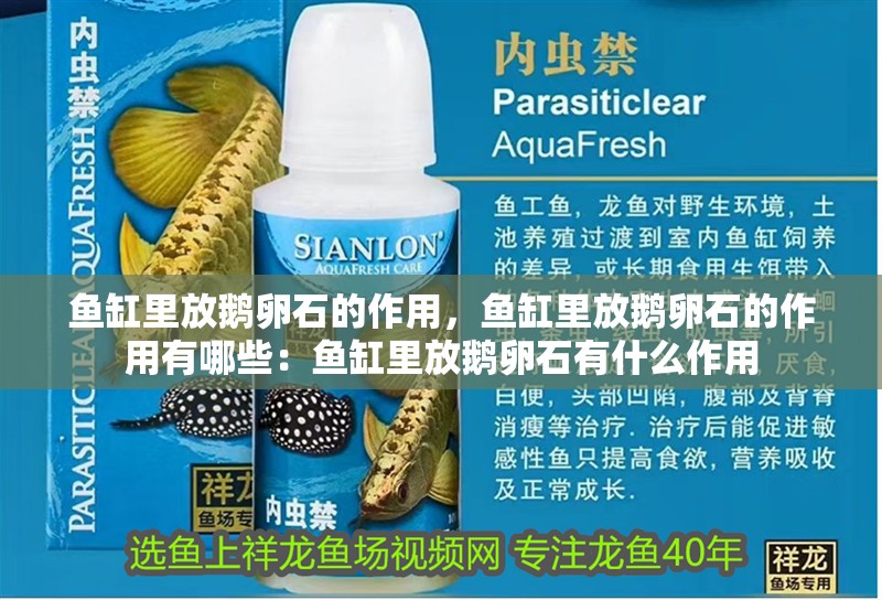 魚缸里放鵝卵石的作用，魚缸里放鵝卵石的作用有哪些：魚缸里放鵝卵石有什么作用