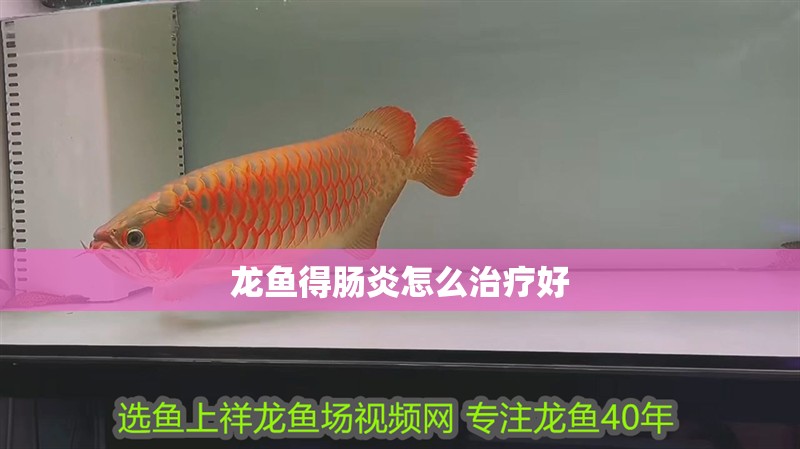 龍魚得腸炎怎么治療好