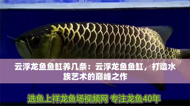 云浮龍魚魚缸養幾條：云浮龍魚魚缸，打造水族藝術的巔峰之作