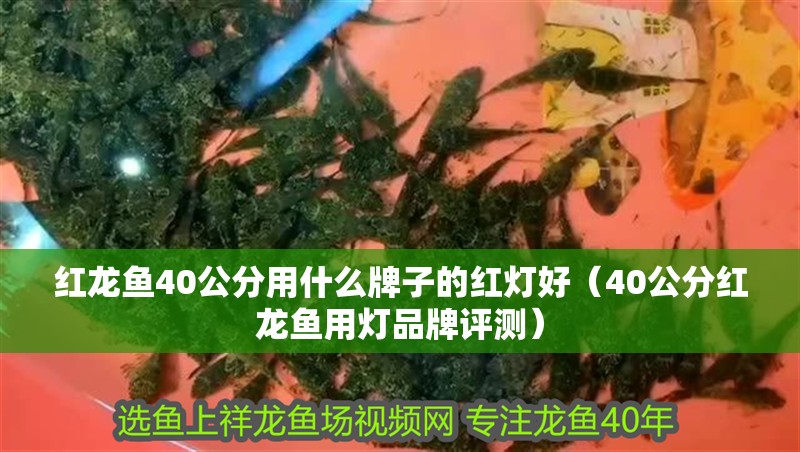 紅龍魚40公分用什么牌子的紅燈好（40公分紅龍魚用燈品牌評測）