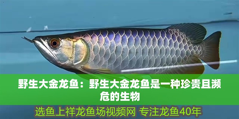 野生大金龍魚：野生大金龍魚是一種珍貴且瀕危的生物