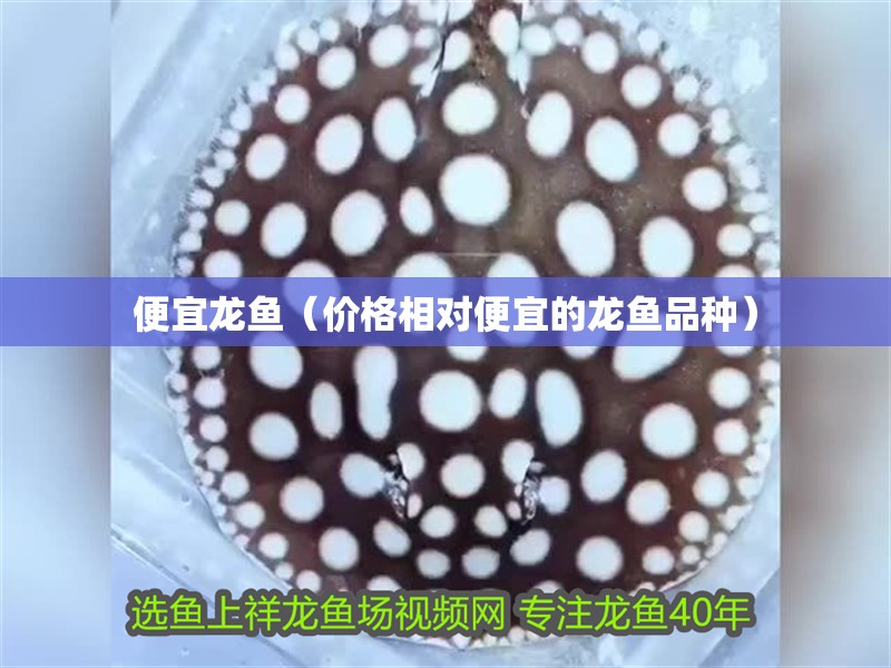 便宜龍魚（價格相對便宜的龍魚品種）