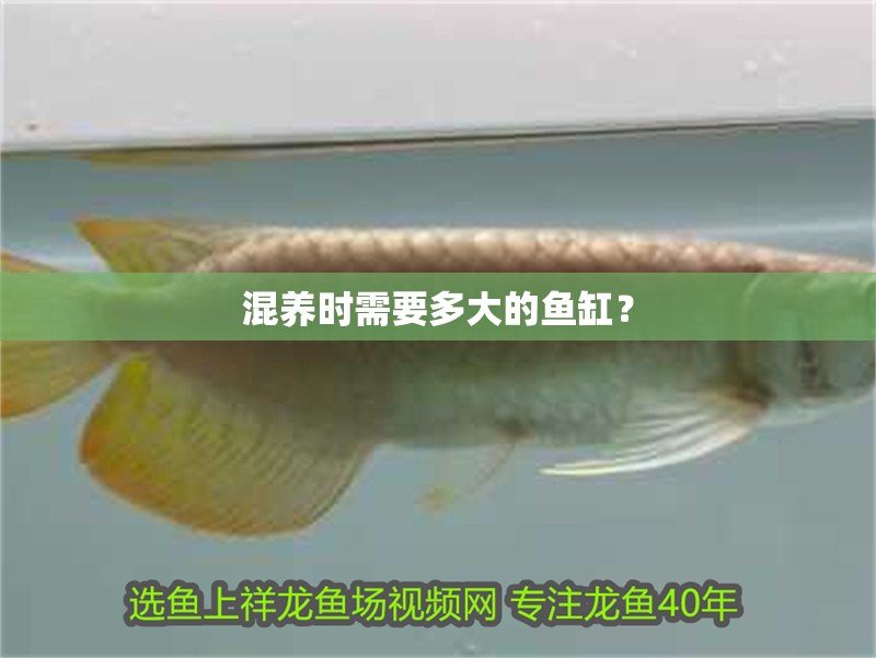 魚缸造景先放沙還是先放水(魚缸造景先鋪沙還是先放石頭) 混養時需要多大的魚缸? 龍魚百科 混養時需要多大的魚缸? 混養時需要多大的魚缸? 龍魚百科