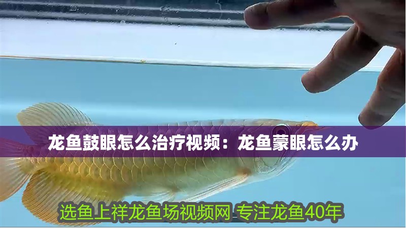 龍魚鼓眼怎么治療視頻：龍魚蒙眼怎么辦