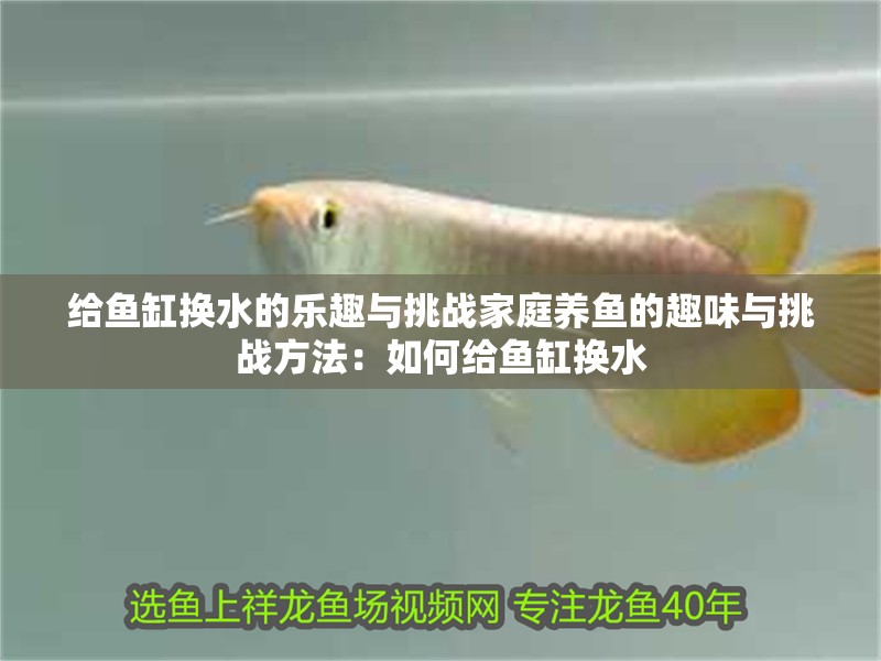 給魚缸換水的樂趣與挑戰(zhàn)家庭養(yǎng)魚的趣味與挑戰(zhàn)方法：如何給魚缸換水