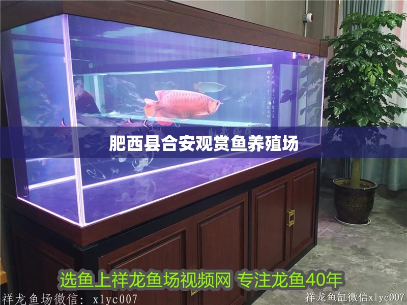 肥西縣合安觀賞魚養殖場