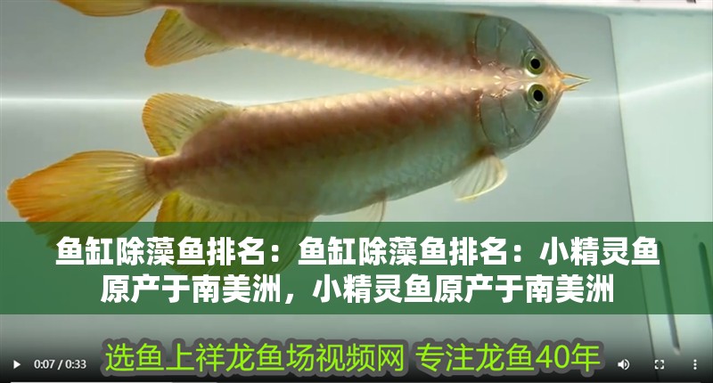 魚缸除藻魚排名：魚缸除藻魚排名：小精靈魚原產于南美洲，小精靈魚原產于南美洲