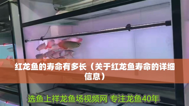 紅龍魚的壽命有多長（關于紅龍魚壽命的詳細信息）