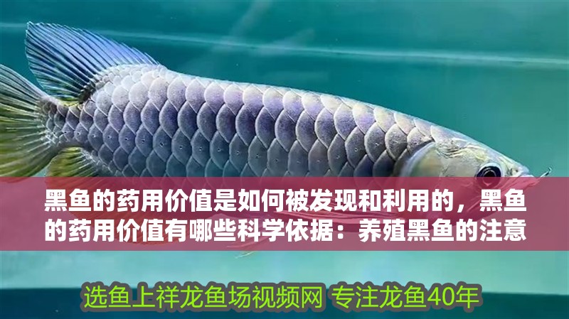 黑魚的藥用價值是如何被發(fā)現(xiàn)和利用的，黑魚的藥用價值有哪些科學依據(jù)：養(yǎng)殖黑魚的注意事項
