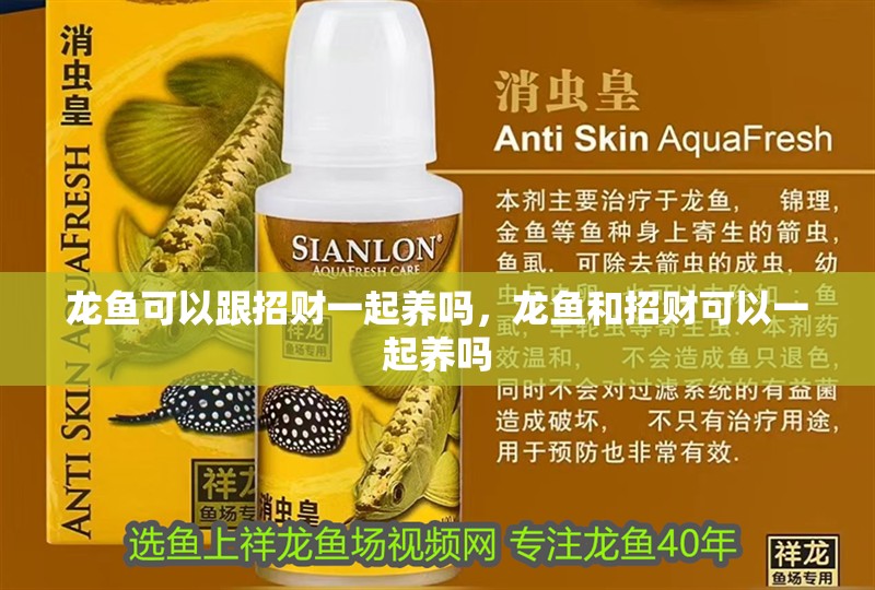 龍魚可以跟招財(cái)一起養(yǎng)嗎，龍魚和招財(cái)可以一起養(yǎng)嗎