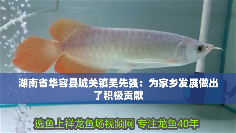 什么魚能和龍魚、虎魚混養(龍魚能和虎魚混養嗎) 湖南省華容縣城關鎮吳先強:為家鄉發展做出了積極貢獻 全國水族館企業名錄 湖南省華容縣城關鎮吳先強:為家鄉發展做出了積極貢獻 湖南省華容縣城關鎮吳先強:為家鄉發展做出了積極貢獻 全國水族館企業名錄