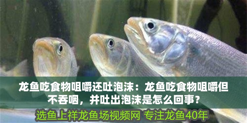 龍魚吃食物咀嚼還吐泡沫：龍魚吃食物咀嚼但不吞咽，并吐出泡沫是怎么回事？