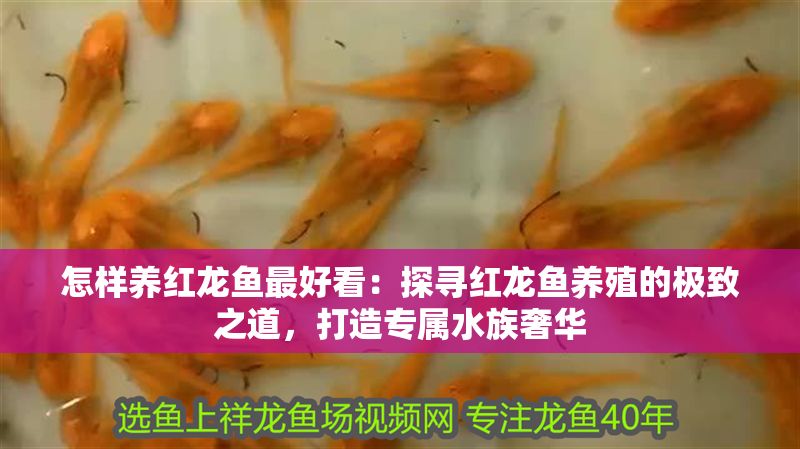 怎樣養(yǎng)紅龍魚(yú)最好看：探尋紅龍魚(yú)養(yǎng)殖的極致之道，打造專(zhuān)屬水族奢華
