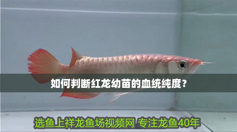 如何判斷紅龍幼苗的血統純度？ 如何判斷紅龍幼苗的血統純度？ 龍魚百科