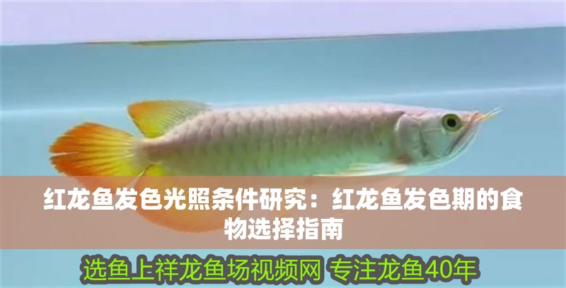 紅龍魚發色光照條件研究：紅龍魚發色期的食物選擇指南