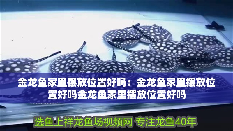 金龍魚家里擺放位置好嗎：金龍魚家里擺放位置好嗎金龍魚家里擺放位置好嗎