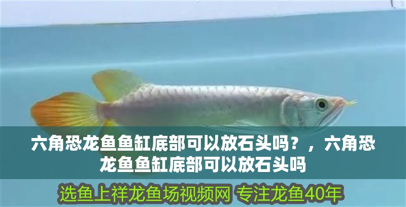 六角恐龍魚魚缸底部可以放石頭嗎？，六角恐龍魚魚缸底部可以放石頭嗎