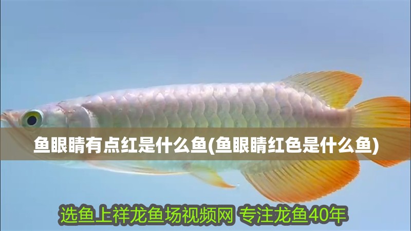 魚眼睛有點紅是什么魚(魚眼睛紅色是什么魚)