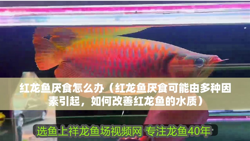 紅龍魚厭食怎么辦（紅龍魚厭食可能由多種因素引起，如何改善紅龍魚的水質）