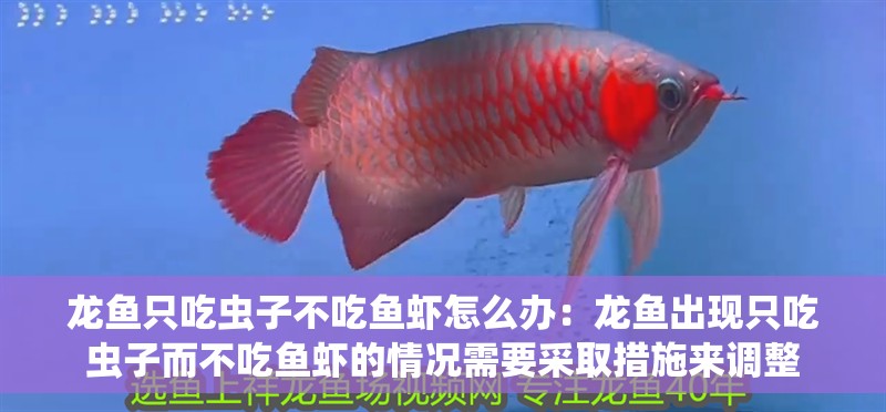 龍魚只吃蟲子不吃魚蝦怎么辦：龍魚出現只吃蟲子而不吃魚蝦的情況需要采取措施來調整