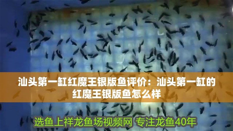 汕頭第一缸紅魔王銀版魚評(píng)價(jià)：汕頭第一缸的紅魔王銀版魚怎么樣 汕頭第一缸紅魔王銀版魚評(píng)價(jià)：汕頭第一缸的紅魔王銀版魚怎么樣 龍魚百科