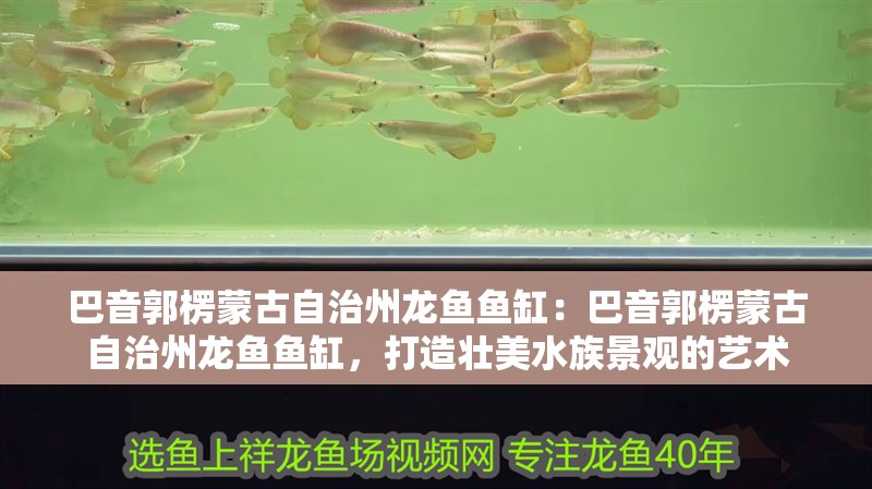 巴音郭楞蒙古自治州龍魚魚缸：巴音郭楞蒙古自治州龍魚魚缸，打造壯美水族景觀的藝術