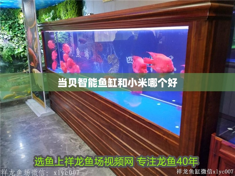 當貝智能魚缸和小米哪個好