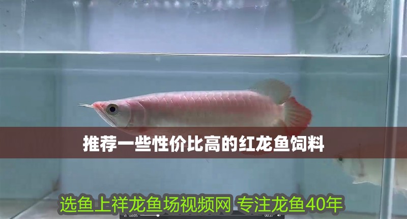 推薦一些性價比高的紅龍魚飼料 推薦一些性價比高的紅龍魚飼料 龍魚百科