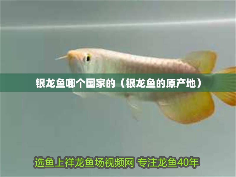 銀龍魚哪個國家的（銀龍魚的原產地）