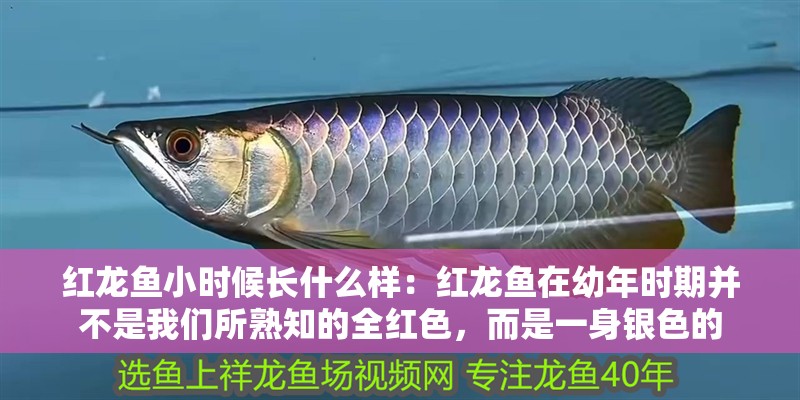 紅龍魚小時(shí)候長什么樣：紅龍魚在幼年時(shí)期并不是我們所熟知的全紅色，而是一身銀色的