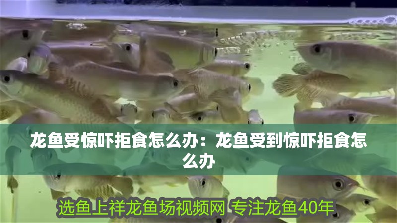 龍魚受驚嚇拒食怎么辦：龍魚受到驚嚇拒食怎么辦