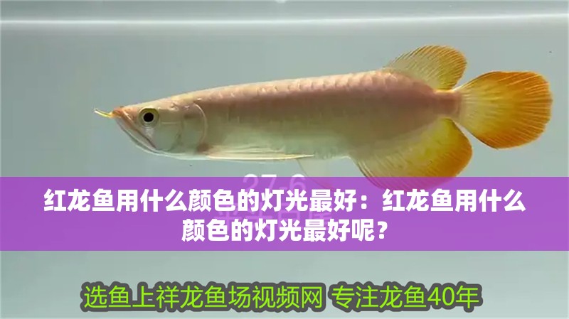 紅龍魚用什么顏色的燈光最好：紅龍魚用什么顏色的燈光最好呢？ 紅龍魚用什么顏色的燈光最好：紅龍魚用什么顏色的燈光最好呢？ 龍魚百科