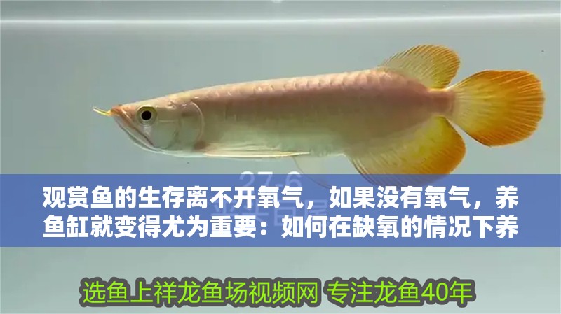 觀賞魚的生存離不開氧氣，如果沒有氧氣，養(yǎng)魚缸就變得尤為重要：如何在缺氧的情況下養(yǎng)魚