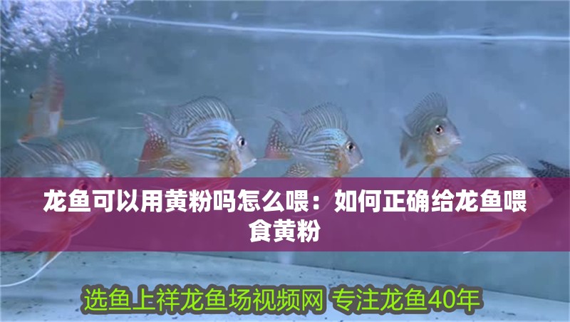 龍魚可以用黃粉嗎怎么喂：如何正確給龍魚喂食黃粉