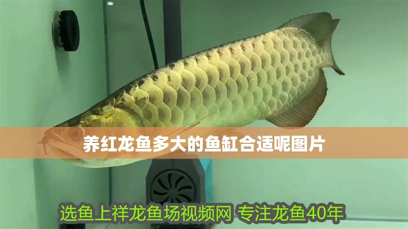 養(yǎng)紅龍魚(yú)多大的魚(yú)缸合適呢圖片