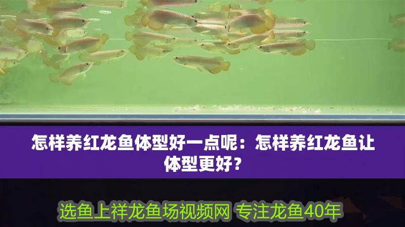 怎樣養紅龍魚體型好一點呢：怎樣養紅龍魚讓體型更好？