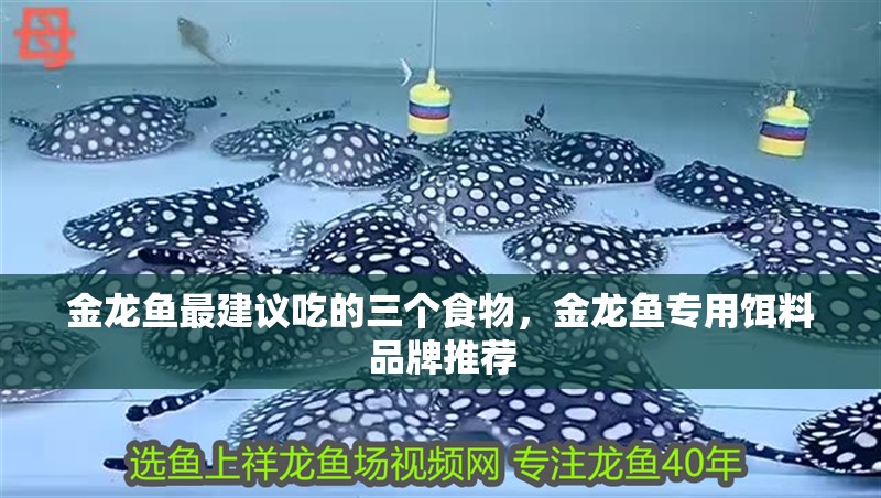 金龍魚最建議吃的三個食物，金龍魚專用餌料品牌推薦