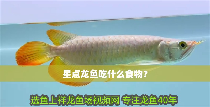 星點龍魚吃什么食物？ 星點龍魚吃什么食物？ 龍魚百科