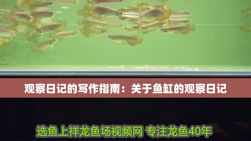 觀察日記的寫作指南：關于魚缸的觀察日記