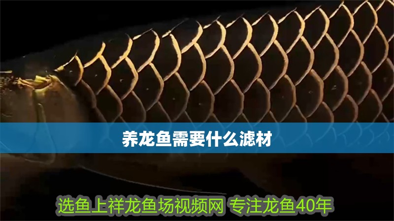 養龍魚需要什么濾材