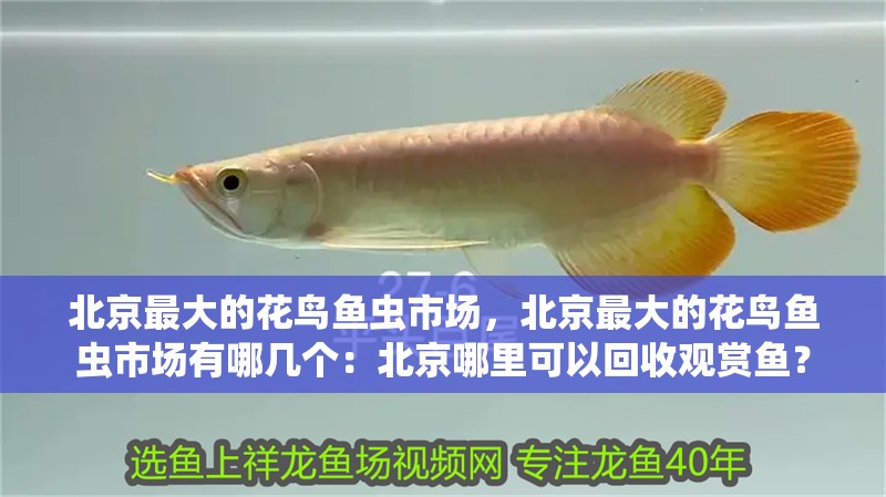 北京最大的花鳥魚蟲市場，北京最大的花鳥魚蟲市場有哪幾個：北京哪里可以回收觀賞魚？ 北京最大的花鳥魚蟲市場，北京最大的花鳥魚蟲市場有哪幾個：北京哪里可以回收觀賞魚？ 龍魚百科
