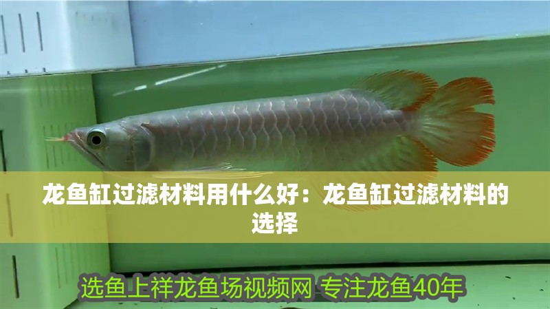 鸚鵡魚和銀龍魚混養怎樣喂食 龍魚缸過濾材料用什么好:龍魚缸過濾材料的選擇 魚缸百科 龍魚缸過濾材料用什么好:龍魚缸過濾材料的選擇 龍魚缸過濾材料用什么好:龍魚缸過濾材料的選擇 魚缸百科
