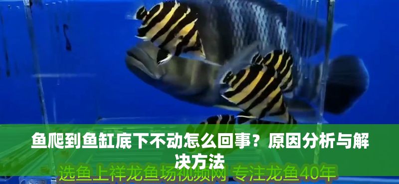 魚爬到魚缸底下不動怎么回事？原因分析與解決方法