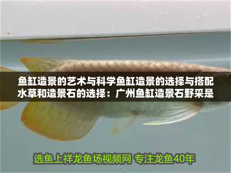 魚缸造景的藝術(shù)與科學(xué)魚缸造景的選擇與搭配水草和造景石的選擇：廣州魚缸造景石野采是什么？