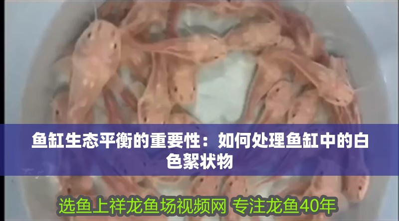 魚缸生態平衡的重要性：如何處理魚缸中的白色絮狀物