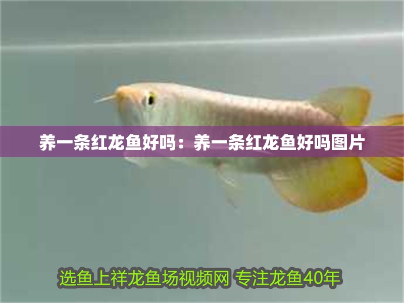 養(yǎng)一條紅龍魚好嗎：養(yǎng)一條紅龍魚好嗎圖片