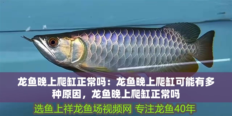 龍魚晚上爬缸正常嗎：龍魚晚上爬缸可能有多種原因，龍魚晚上爬缸正常嗎
