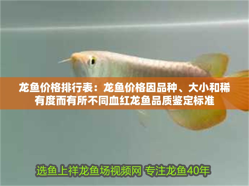 龍魚價格排行表：龍魚價格因品種、大小和稀有度而有所不同血紅龍魚品質鑒定標準