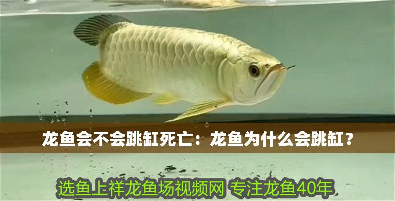 龍魚會不會跳缸死亡：龍魚為什么會跳缸？