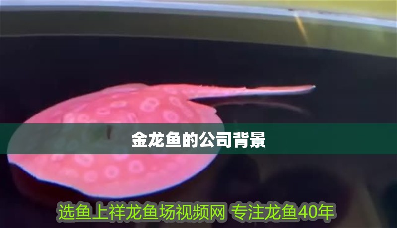 金龍魚的公司背景